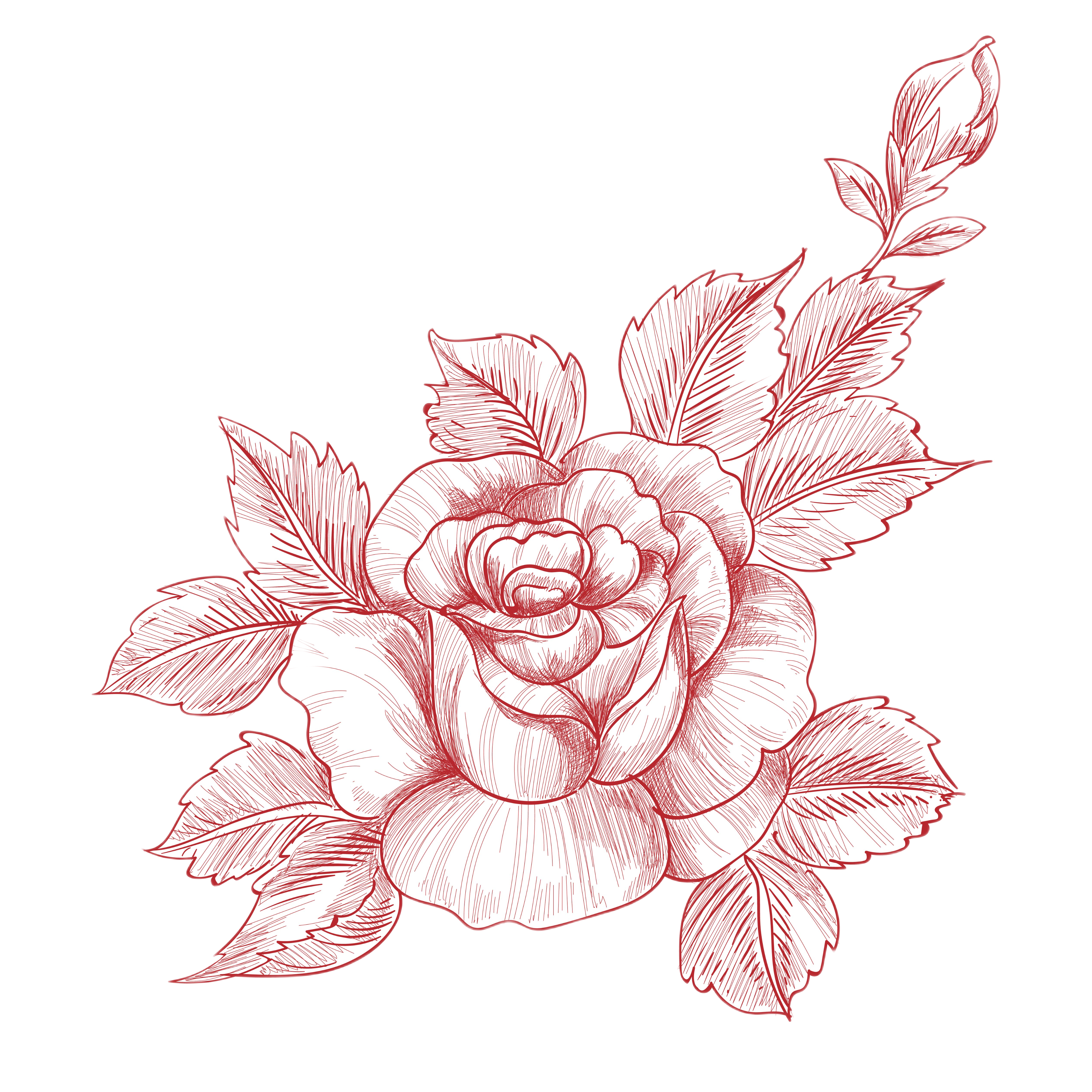 Rose Sketch
